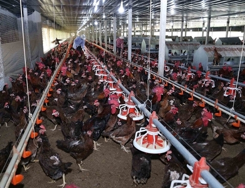 High supply gives Vietnam's poultry firms chance to reach export markets