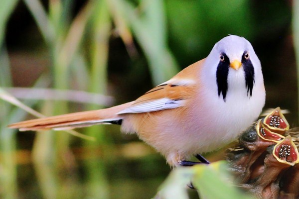 Australia là quốc gia có nhiều chim nhất thế giới