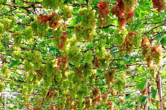 Ninh Thuan strives to develop wine grape cultivation