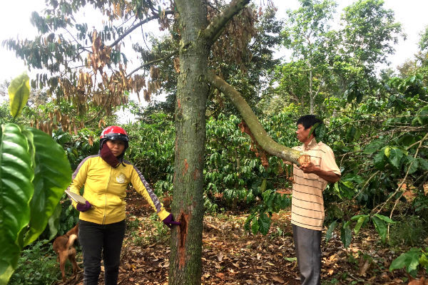 Vườn sầu riêng bạc tỷ bị kẻ xấu bơm thuốc 'bức tử'