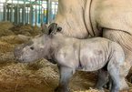 Two rhinos born in Phu Quoc