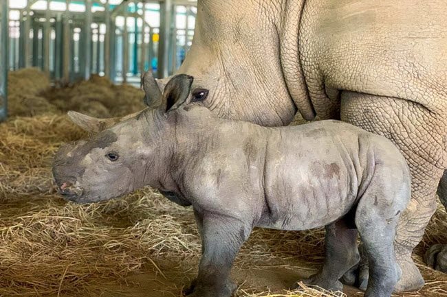 Two rhinos born in Phu Quoc