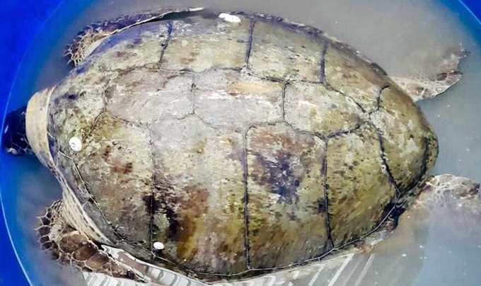 Rùa biển quý hiếm, 'khổng lồ' 80 kg mắc lưới ngư dân Kiên Giang