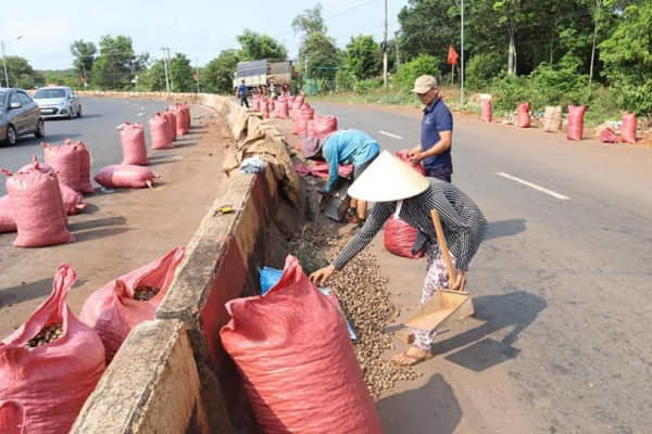 Người dân đội nắng gom 30 tấn điều giúp tài xế bị lật xe