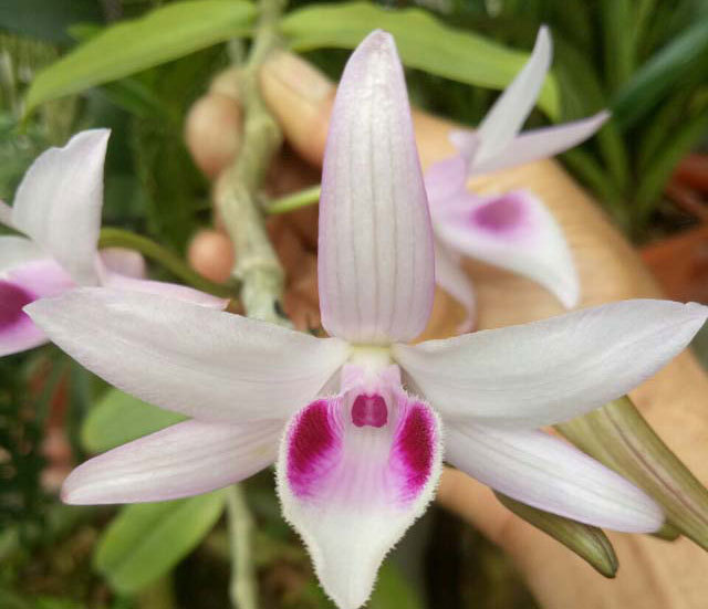 Mẩu phong lan 1 cm giá 9 triệu: Siêu lạ ở Thái Nguyên