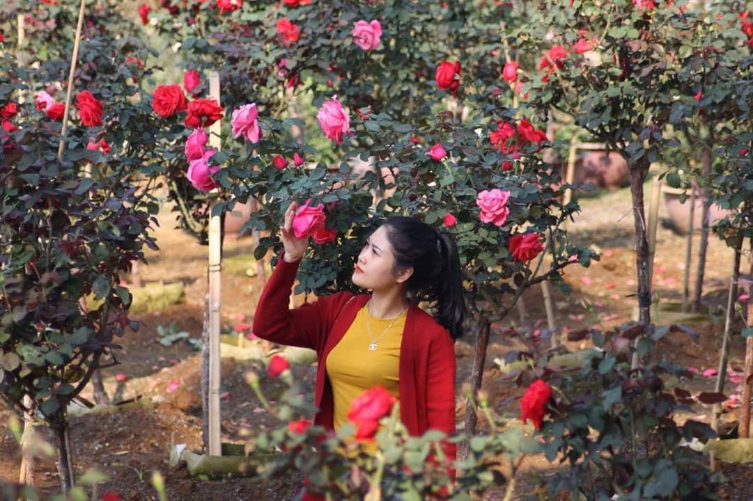 Bỏ việc nhà băng về trồng hoa hồng, 9X Lai Châu kiếm bộn tiền