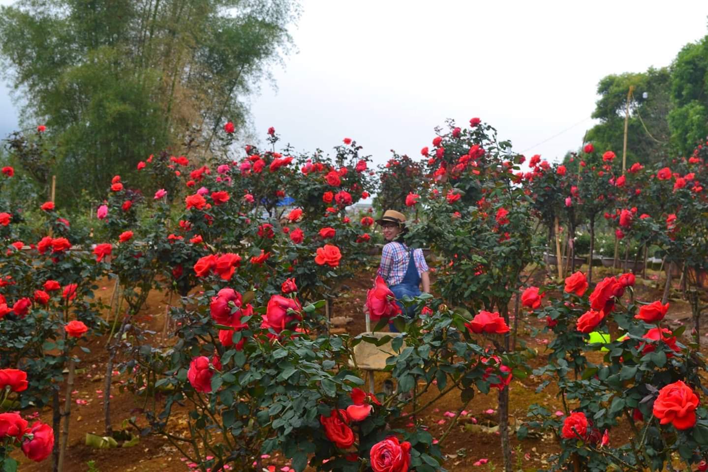 Bỏ việc nhà băng về trồng hoa hồng, 9X Lai Châu kiếm bộn tiền
