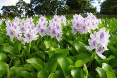 5 loại cây mọc hoang tại Việt Nam, sang nước ngoài thành 'thần dược' đắt giá