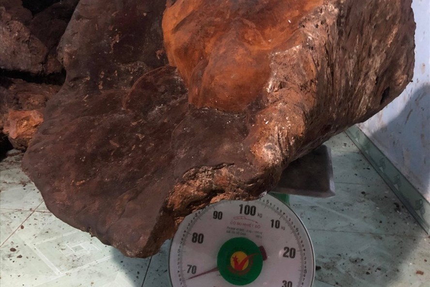 Cây nấm 'khủng' hạng nhất Việt Nam: Nặng 70kg, 60 triệu chưa bán Nam-cho-nang-gan-70kg-2