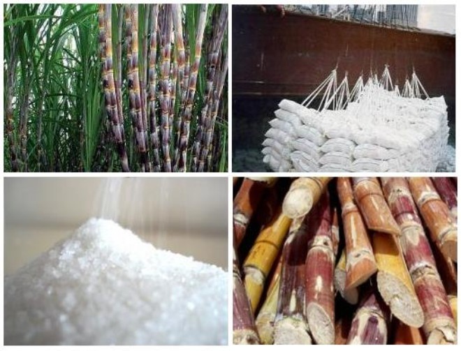 Sugar industry: some die, others thrive