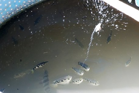 Kỳ lạ loài cá phun nước săn mồi 'bách phát bách trúng'