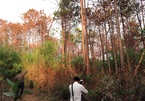 Hectares of pines poisoned in Lam Dong farmland grab