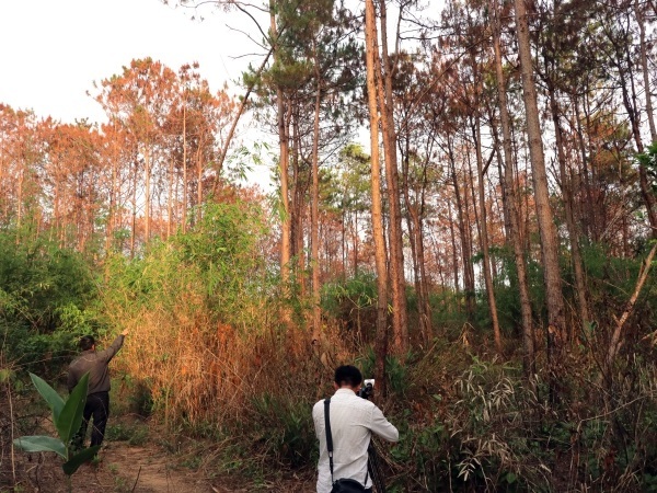 Hectares of pines poisoned in Lam Dong farmland grab