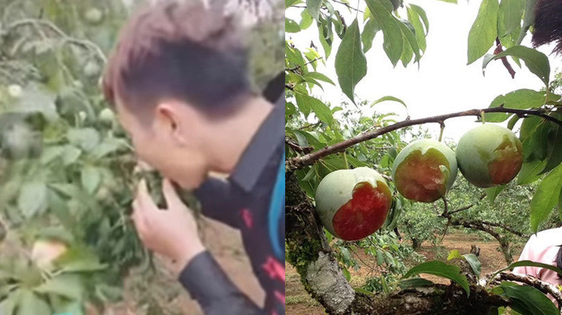Phượt thủ phá tan vườn mận Mộc Châu, cắn nham nhở quả trên cây