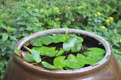 Mẹ quy y không màng chuyện phàm tục, bố tôi làm chuyện đáng xấu hổ