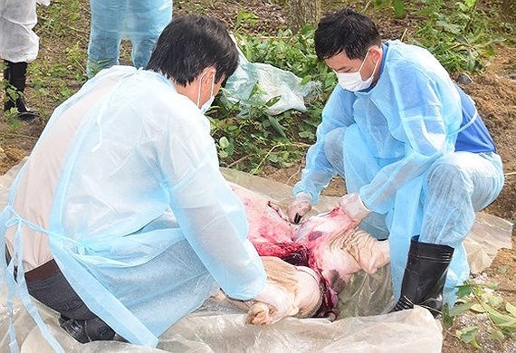 First Mekong Delta province reports African swine fever