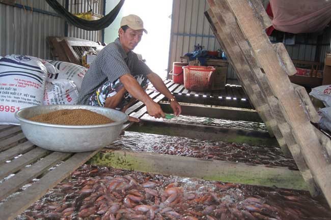 EU refuses 17 batches of Vietnamese seafood, almond kernels