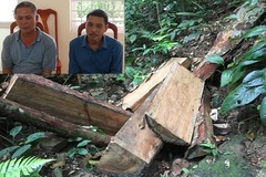 Bắt tạm giam 2 đối tượng phá rừng gỗ quý ở Quảng Bình