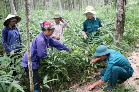 Vietnam finalises agreement to trade legal timber with EU