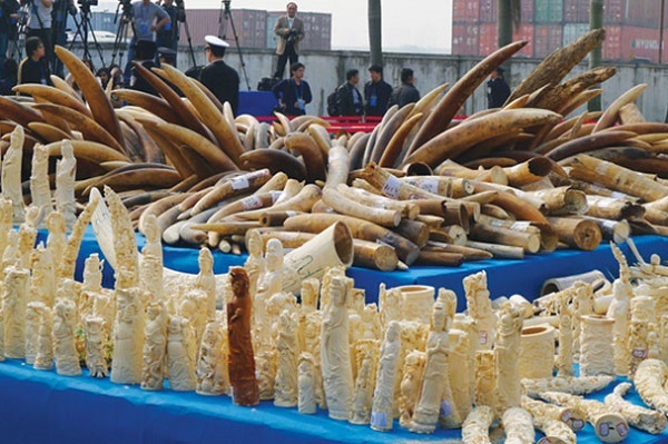 Xử phạt nặng với hành vi buôn bán ngà voi