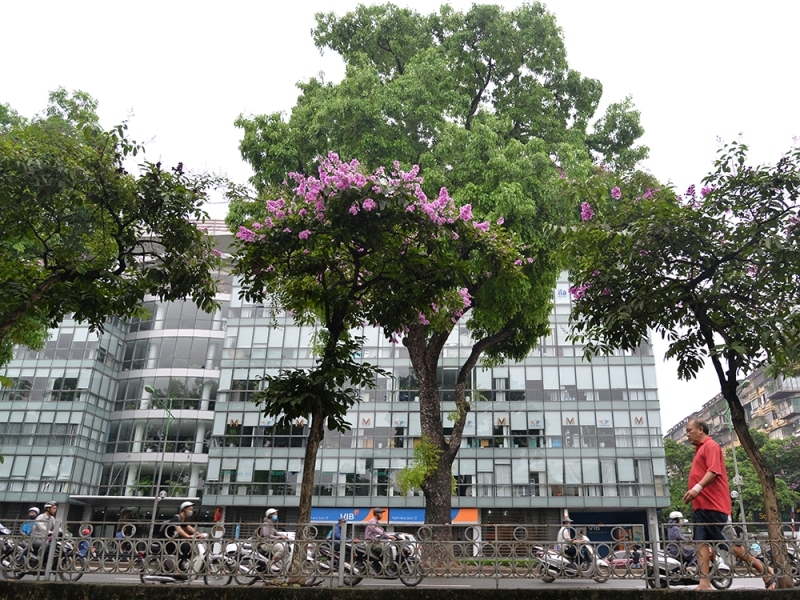 Hanoi streets bright with purple crape-myrtle flowers