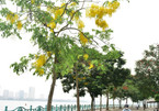 Golden shower trees in Hanoi mark arrival of summer