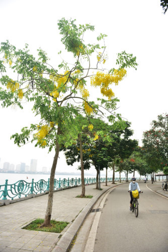 Golden shower trees in Hanoi mark arrival of summer