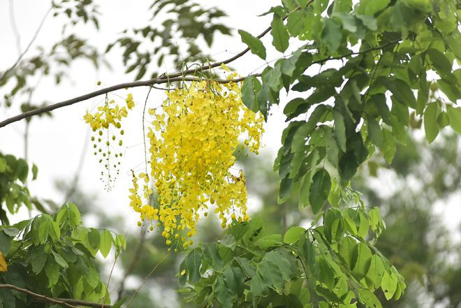 Beautiful golden shower tree bloom yellow bunch of flowers at park, Ho chi  Minh city, Vietnam in summer, Cassia fistula so nice on blue sky Stock  Photo - Alamy