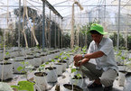 Mekong farmers prosper with organic farming