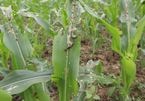 Agriculture Ministry warns of armyworm spread