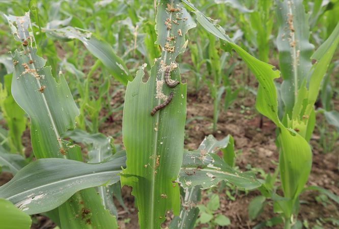 Agriculture Ministry warns of armyworm spread