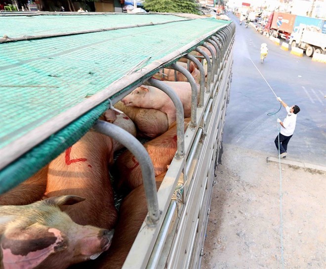 Vietnam's southern provinces on alert for African swine fever