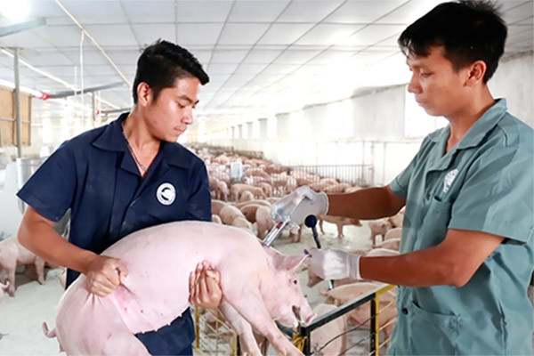 ‘Ám ảnh ‘bệnh lợn gạo’ là do phản ứng dây chuyền’