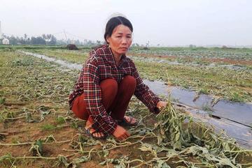 Năm sào dưa hấu chặt lìa gốc qua 1 đêm: Chị nông dân nghèo khóc nấc