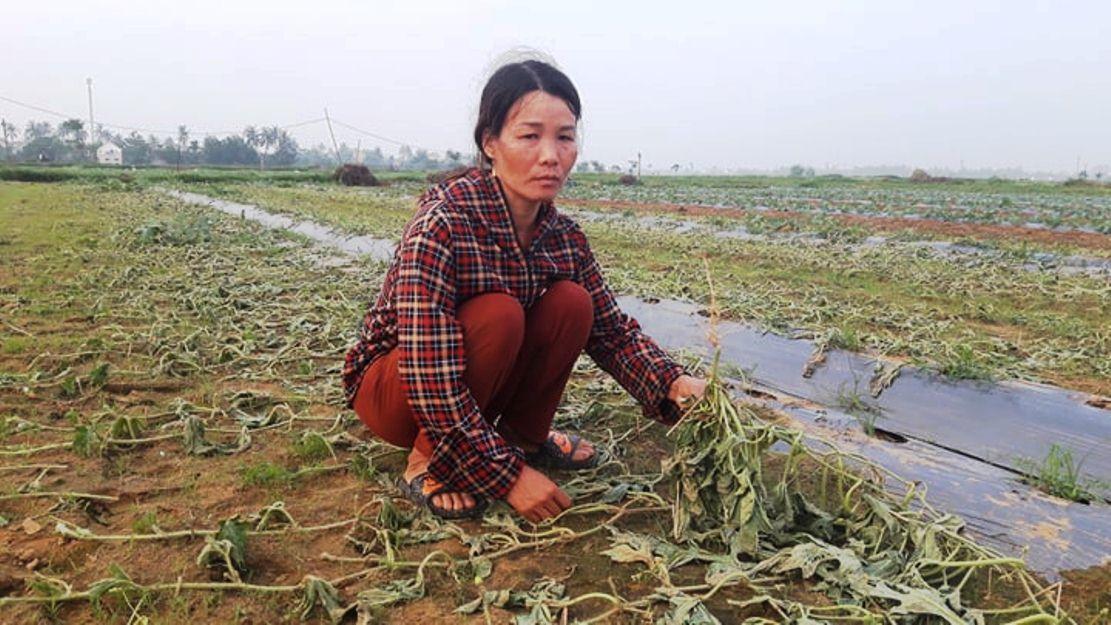 Năm sào dưa hấu chặt lìa gốc qua 1 đêm: Chị nông dân nghèo khóc nấc