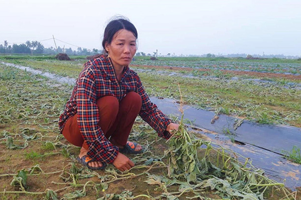 Người phụ nữ Nghệ An nấc nghẹn vì 5 sào dưa hấu bị kẻ xấu phá hoại