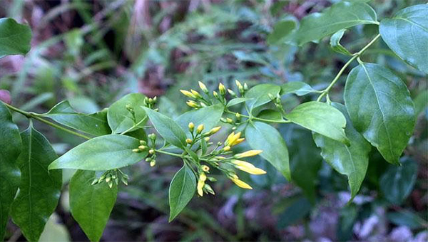 Thông tin mới nhất vụ chủ nhà hái nhầm lá ngón nấu canh đãi khách