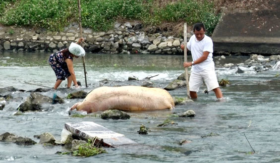 Xác lợn chết thả trôi sông: Trách nhiệm chủ tịch tỉnh, công an vào cuộc