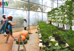 Farm tours prove to be a hit among visitors to Da Lat