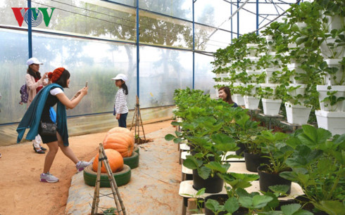 Farm tours prove to be a hit among visitors to Da Lat