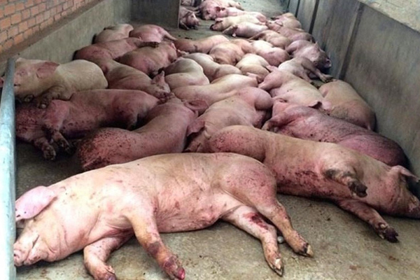 Việt Nam dịch bệnh thảm khốc chưa từng có, đông đá thịt lợn để dân ăn dần