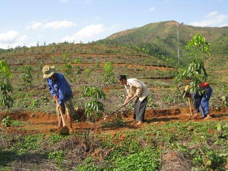 Farming rubber in northwest region is a bad idea, scientists say