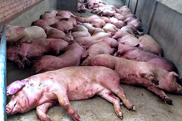 Cấp đông thịt lợn đảm bảo nguồn thịt cho dân ăn dần
