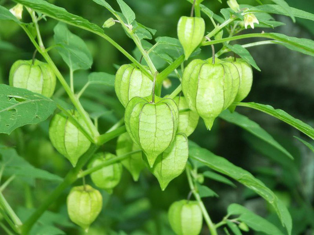 Ở Việt Nam mọc dại đầy đường, sang Nhật bán trong siêu thị gần triệu đồng/kg