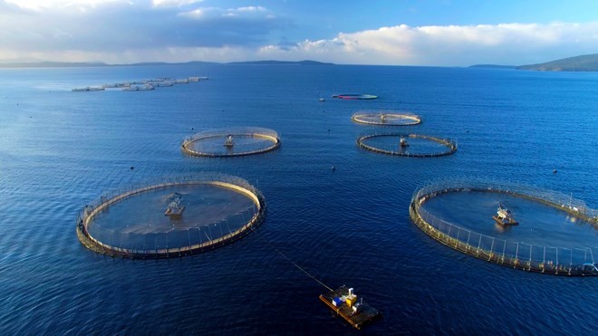 Vietnam eyes sustainable mariculture development