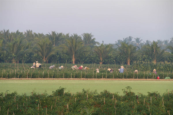 Rice farmers switch to corn as fresh water supply shrinks