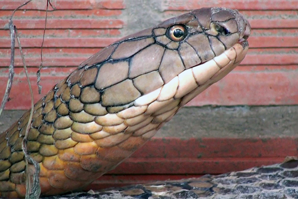 Bắt được cặp rắn hổ khổng lồ ở miền Tây