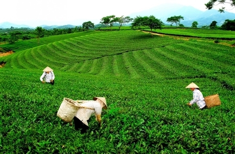 Vietnam's tea industry needs to focus on quality