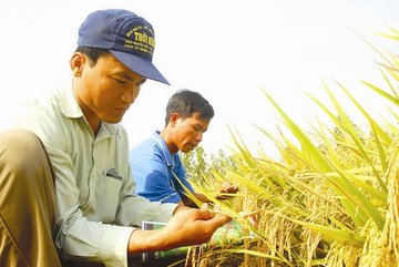 National rice brand available, but still cannot be used