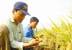 National rice brand available, but still cannot be used